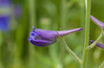 Alabama larkspur